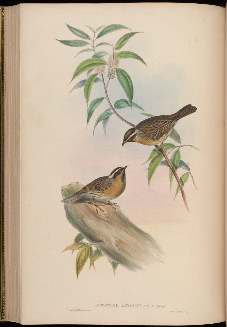 Accentor atrogularis = Prunella atrogularis od John Gould