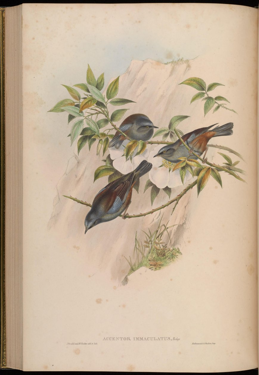 Accentor immaculatus = Prunella immaculata od John Gould