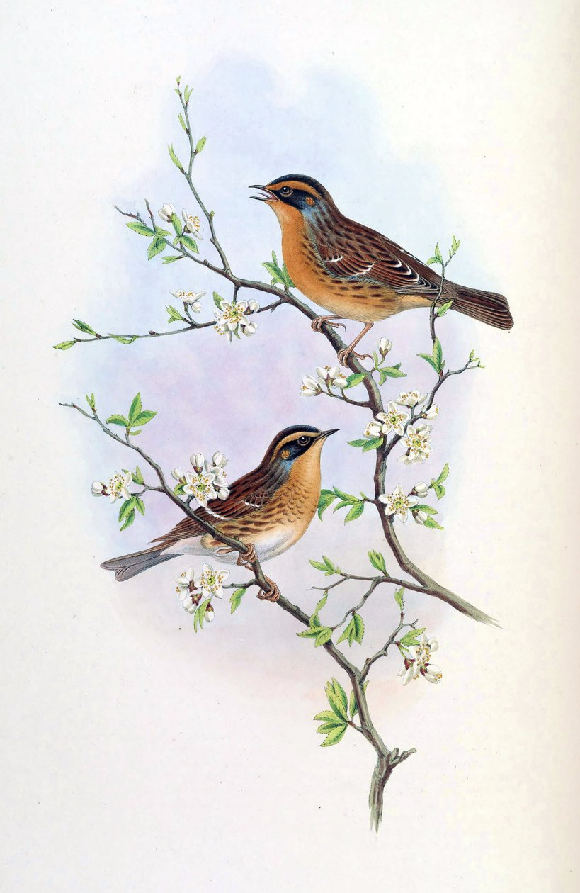 Accentor montanellus = Prunella montanella od John Gould