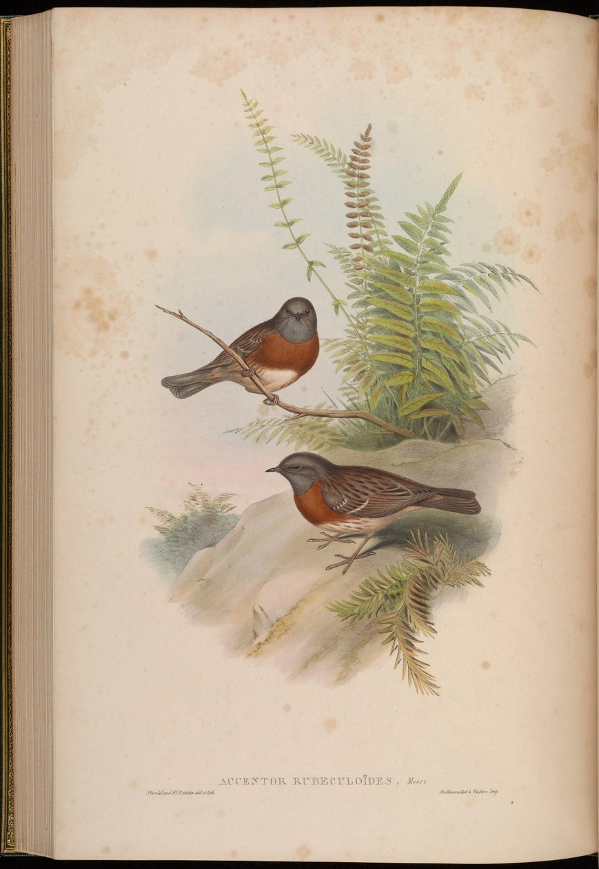 Accentor rubeculoides = Prunella rubeculoides od John Gould