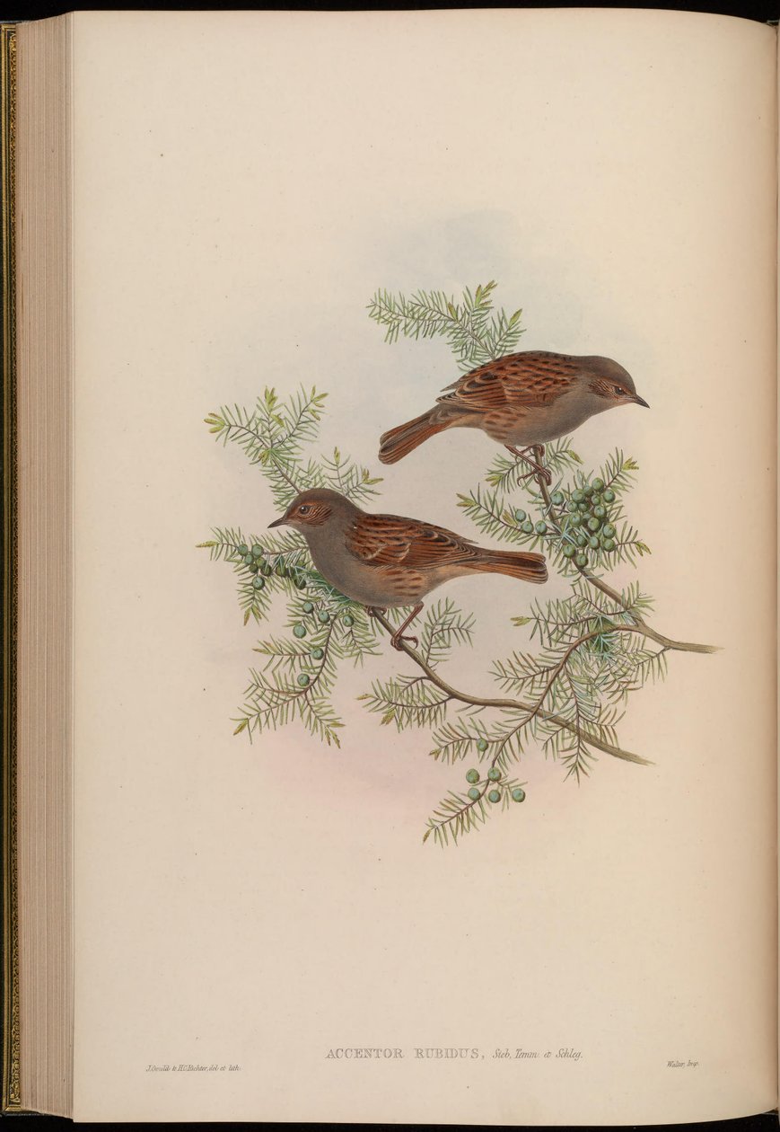 Accentor rubidus = Prunella rubida od John Gould