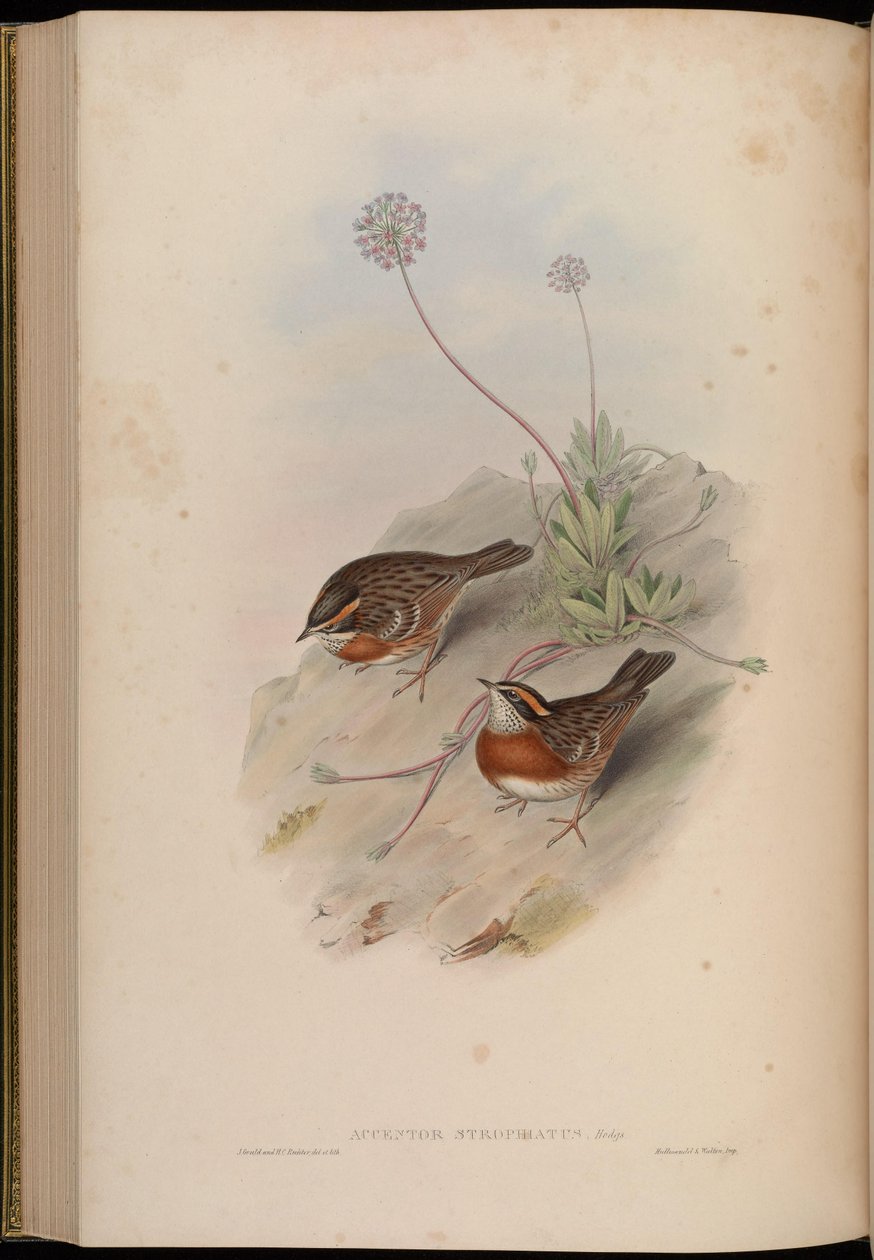 Accentor strophiatus = Prunella strophiata od John Gould