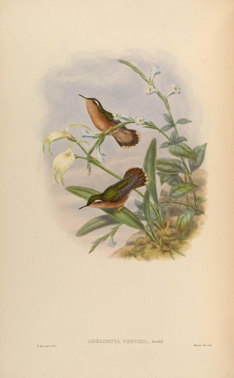 Adelomyia cervina = Adelomyia melanogenys cervina od John Gould