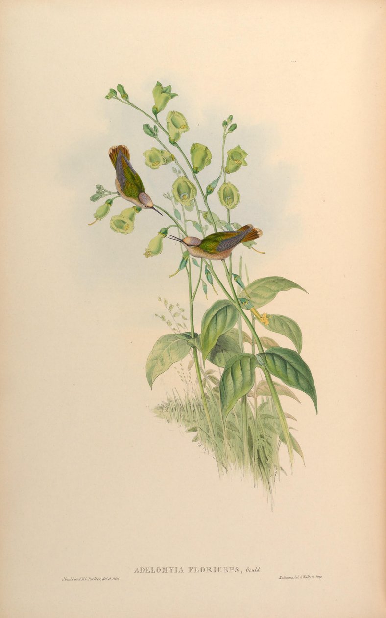Adelomyia floriceps = Anthocephala floriceps od John Gould