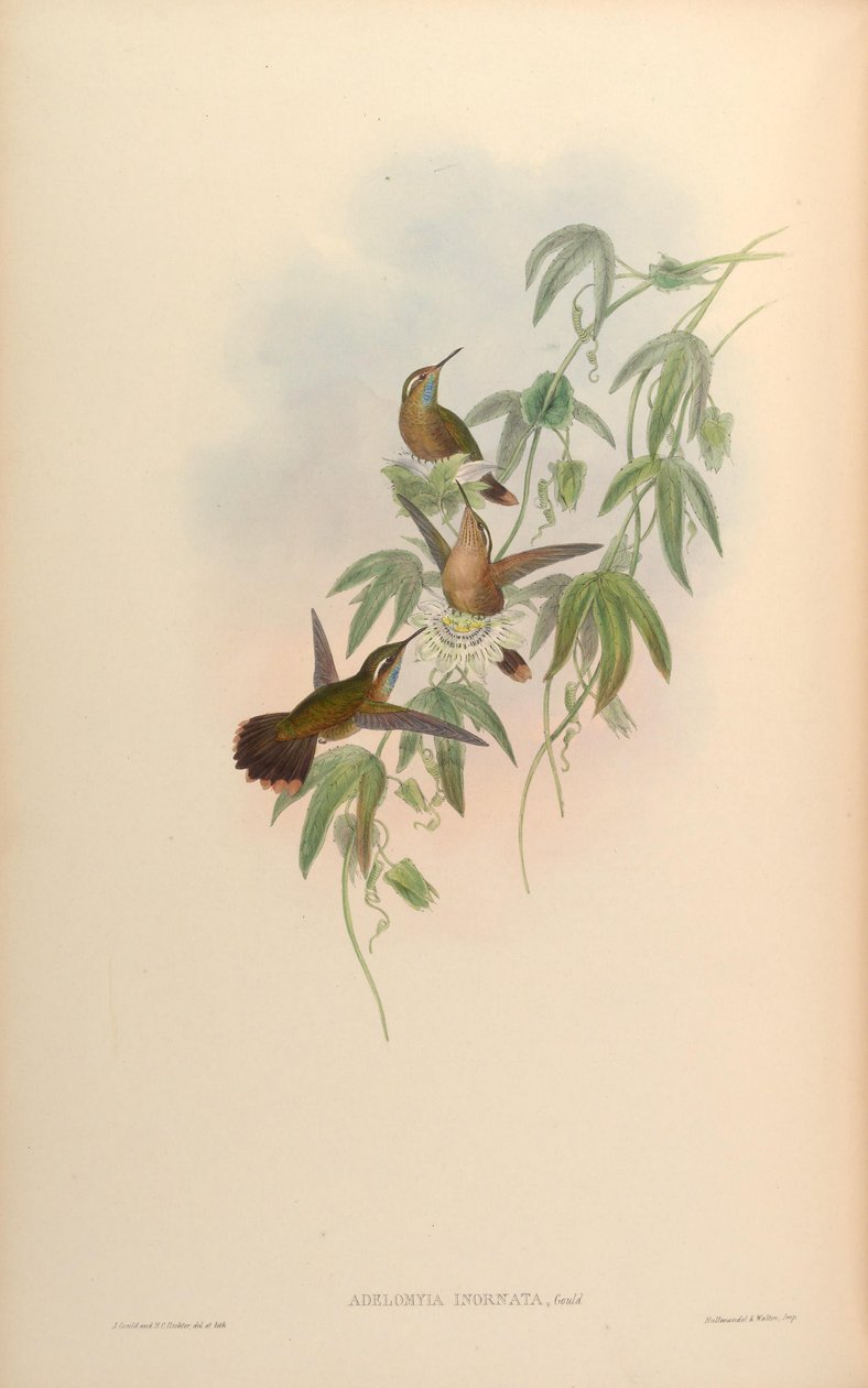 Adelomyia inornata = Adelomyia melanogenys inornata od John Gould