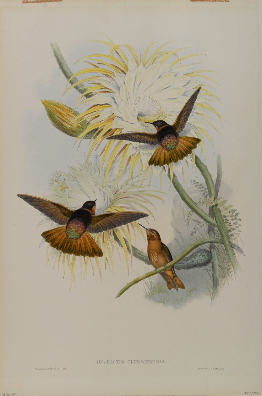 Aglaeactis Cupreipennis od John Gould