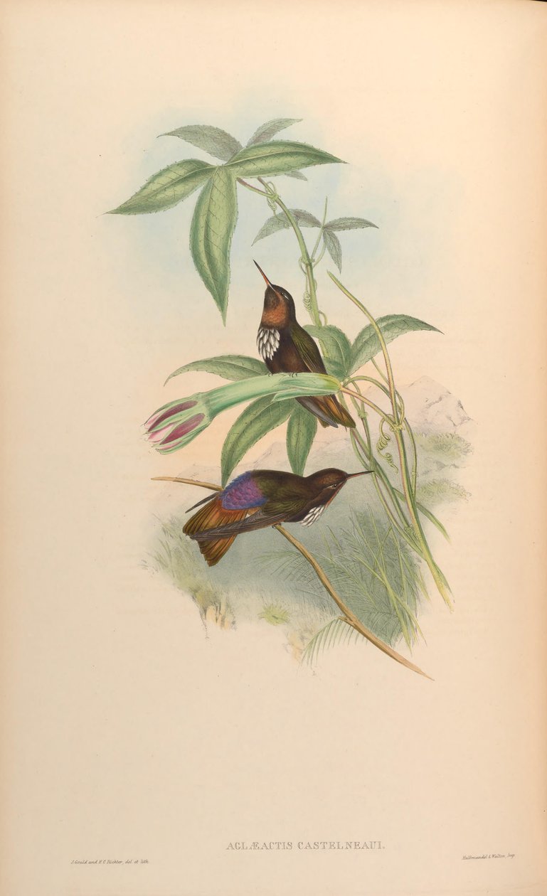 Aglaeactis castelnaui = Aglaeactis castelnaudii (jak je uvedeno v samotné knize) od John Gould