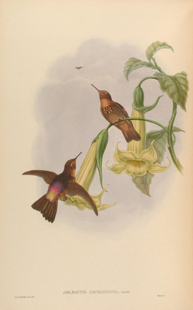 Aglaeactis caumatonota = Aglaeactis cupripennis caumatonotus od John Gould