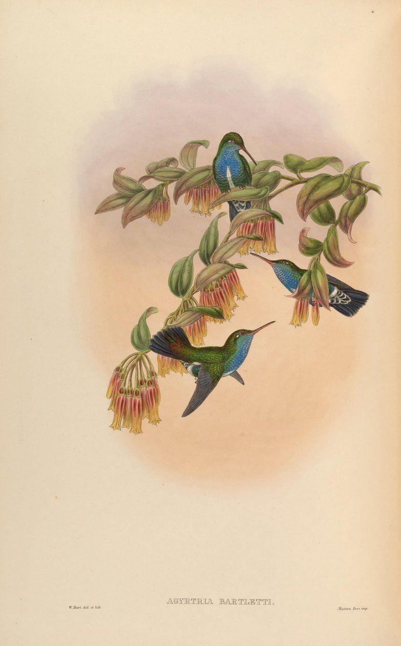 Agyrtria bartletti = Amazilia lactea bartletti od John Gould