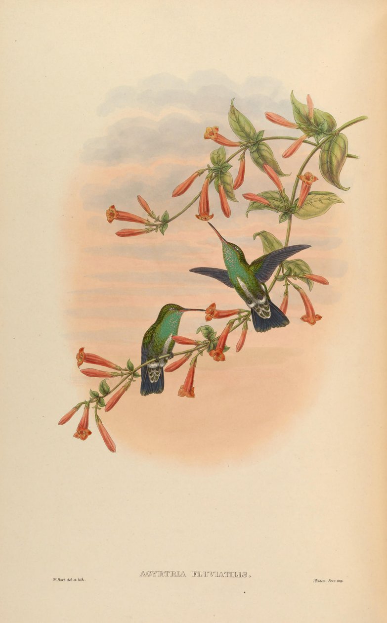 Agyrtria fluviatilis = Amazilia fimbriata apicalis od John Gould