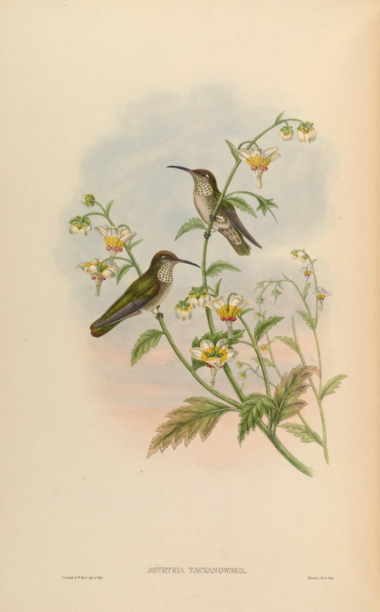 Agyrtria taczanowskii = Leucippus taczanowskii od John Gould