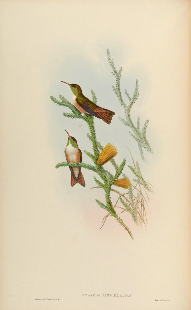 Amazilia alticola = Amazilia amazilia alticola od John Gould