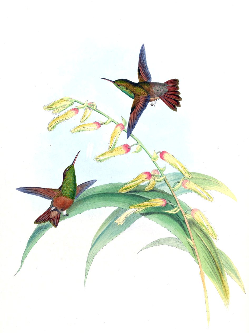 Amazilia castaneiventris od John Gould