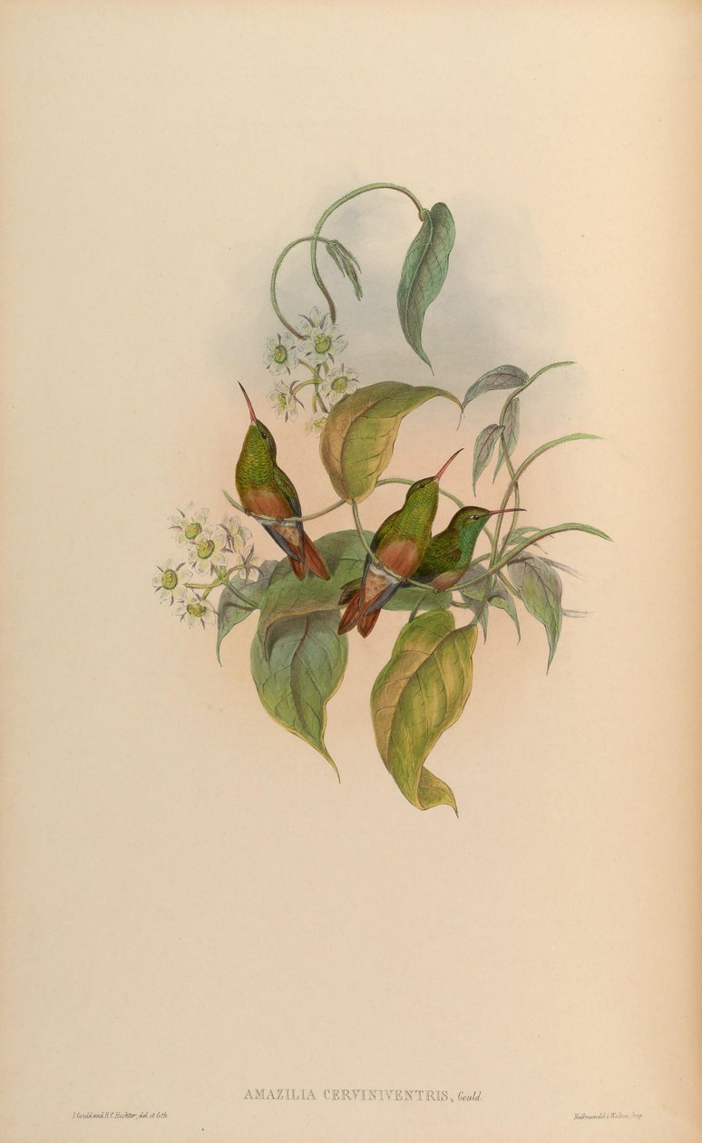 Amazilia cerviniventris = Amazilia yucatanensis cerviniventris od John Gould