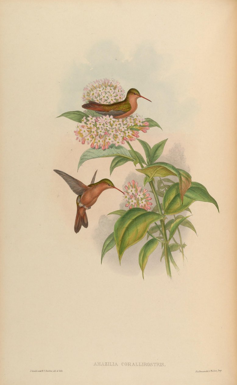 Amazilia corallirostris = Amazilia rutila corallirostris od John Gould