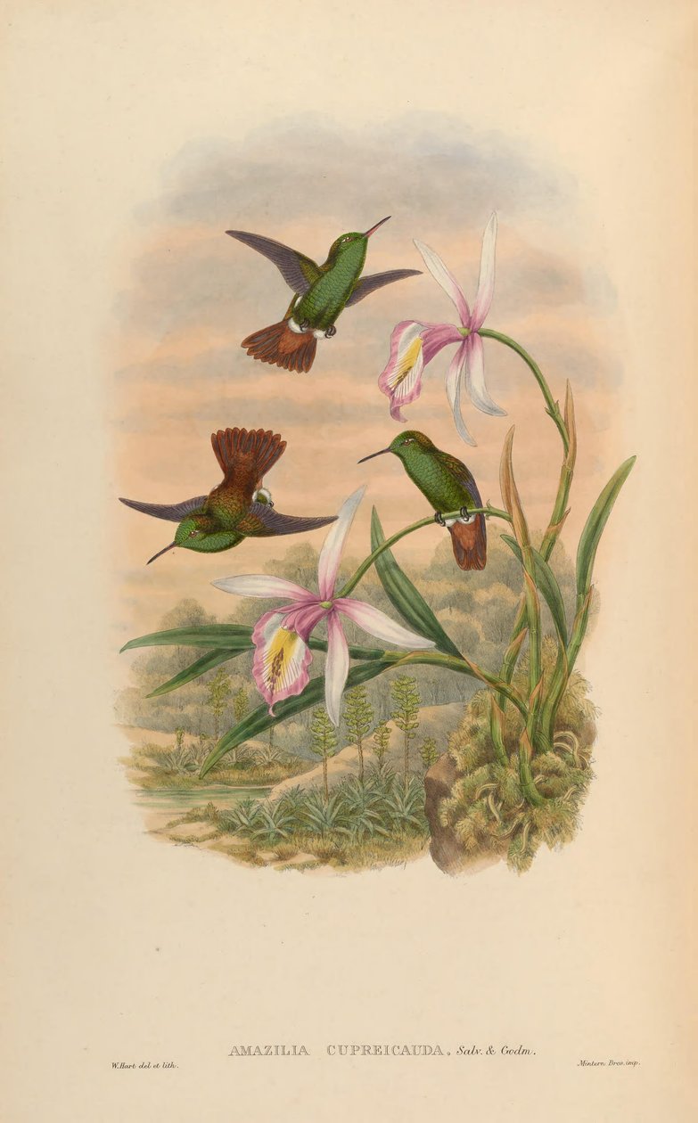 Amazilia cupreicauda = Amazilia viridigaster cupreicauda od John Gould