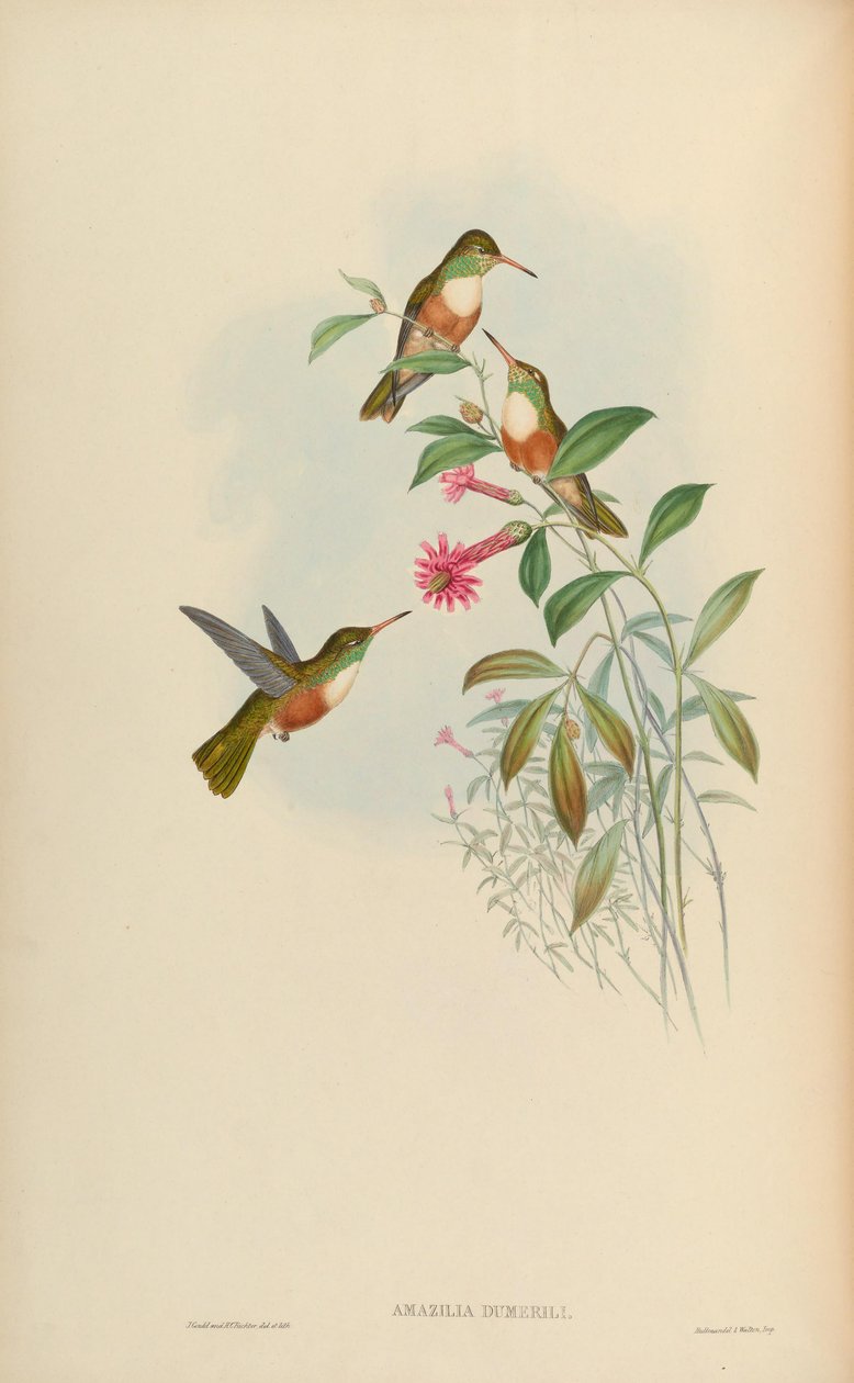 Amazilia dumerili = Amazilia amazilia dumerilii od John Gould