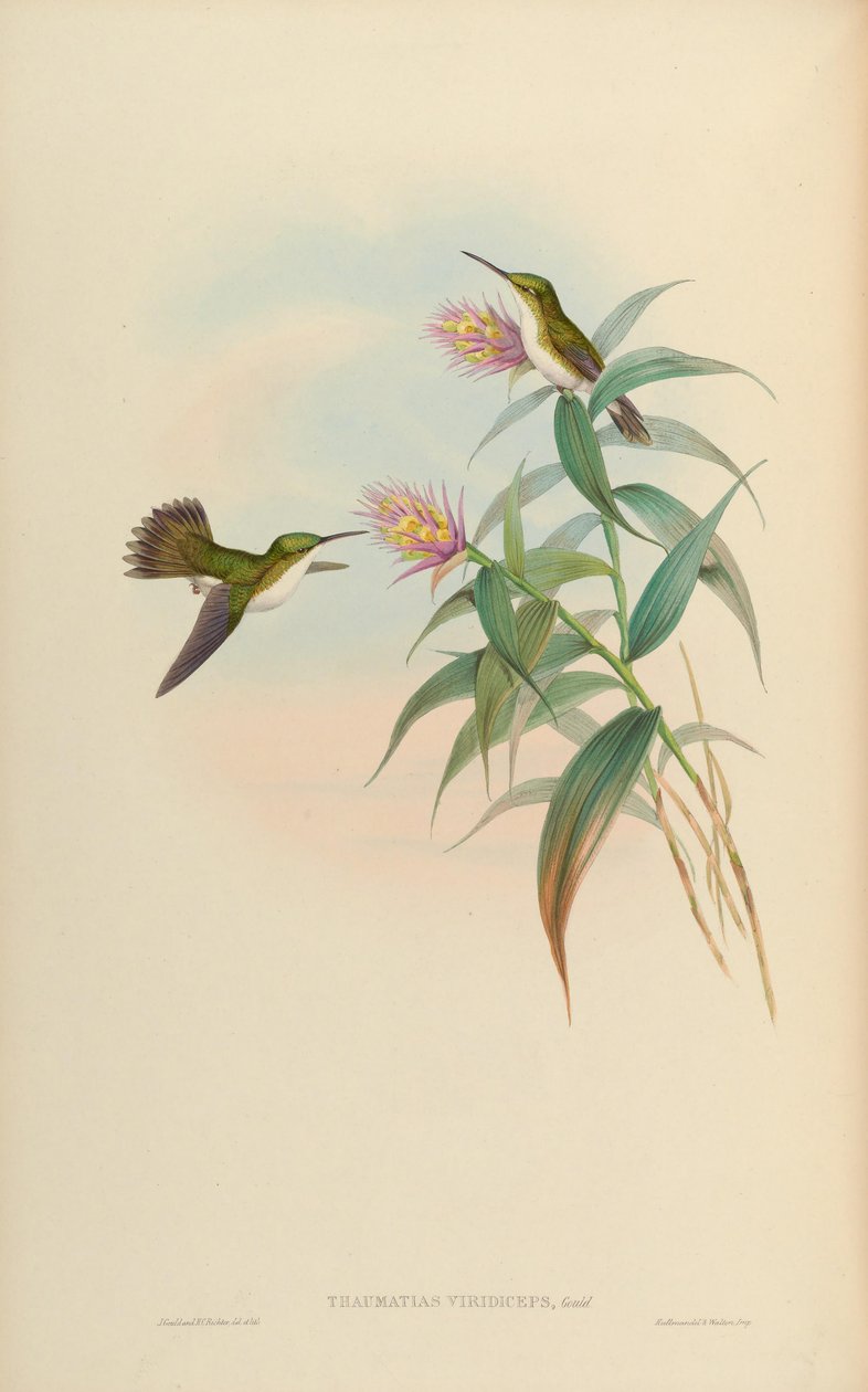 Amazilia leucogaster = Amazilia leucogaster od John Gould