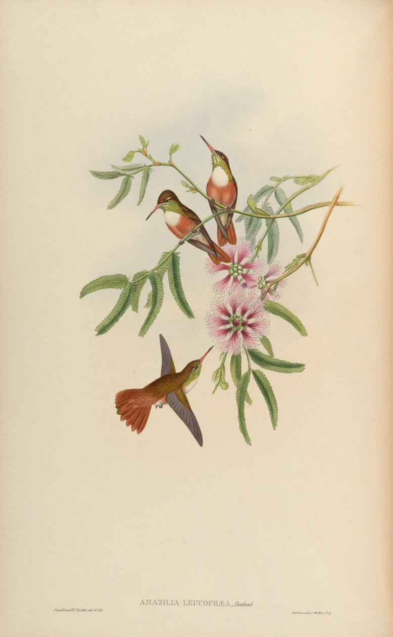 Amazilia leucophaea = Amazilia amazilia leucocephala od John Gould