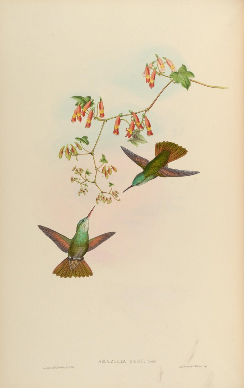 Amazilia ocai = Amazilia cyanocephala x Amazilia beryllina od John Gould