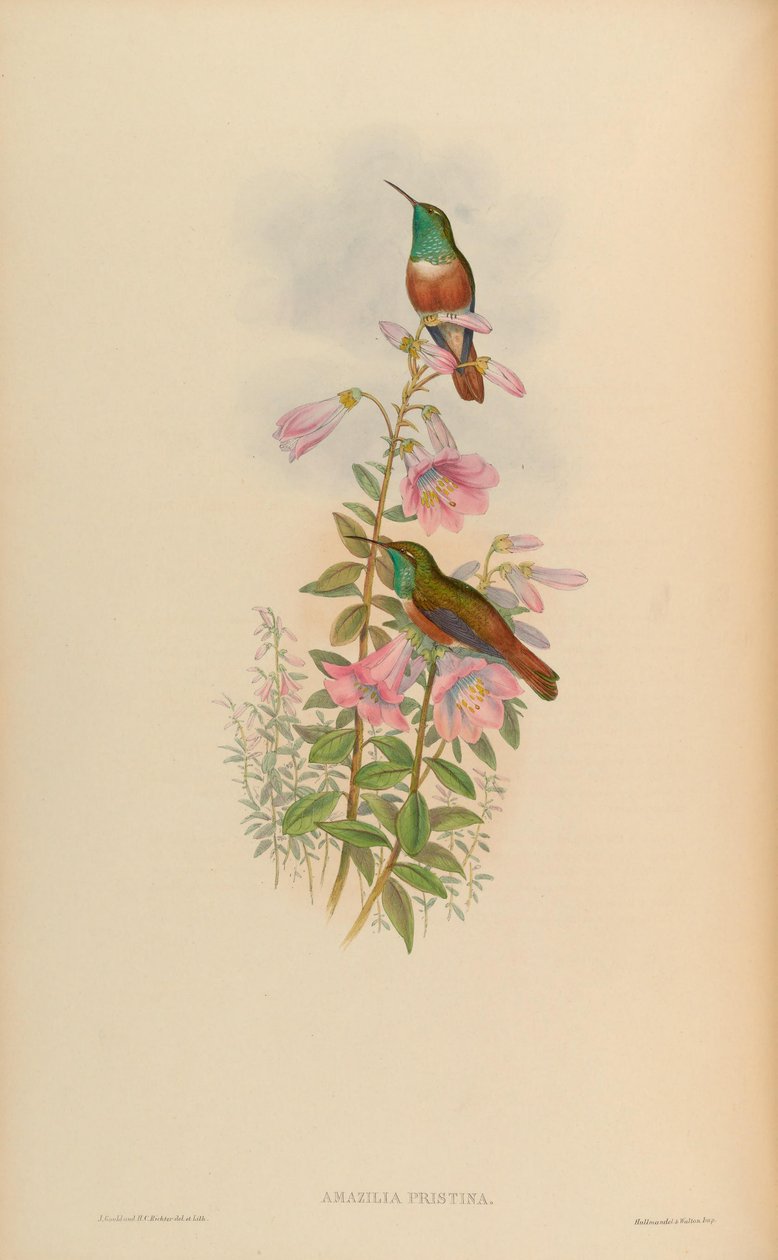 Amazilia pristina = Amazilia amazilia pristina od John Gould