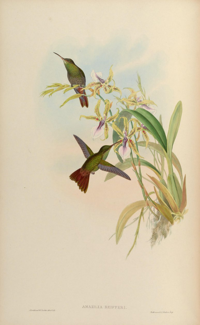 Amazilia riefferi = Amazilia tzacatl od John Gould