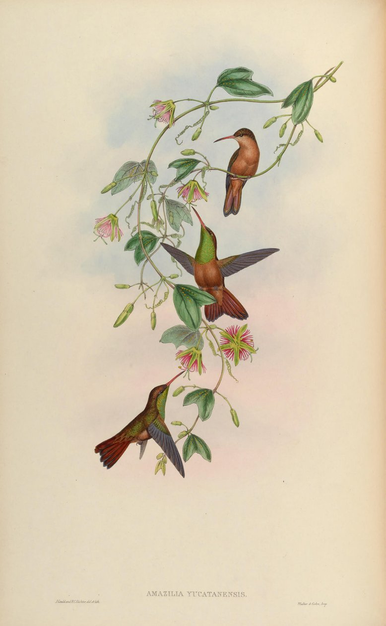Amazilia yucatanensis od John Gould