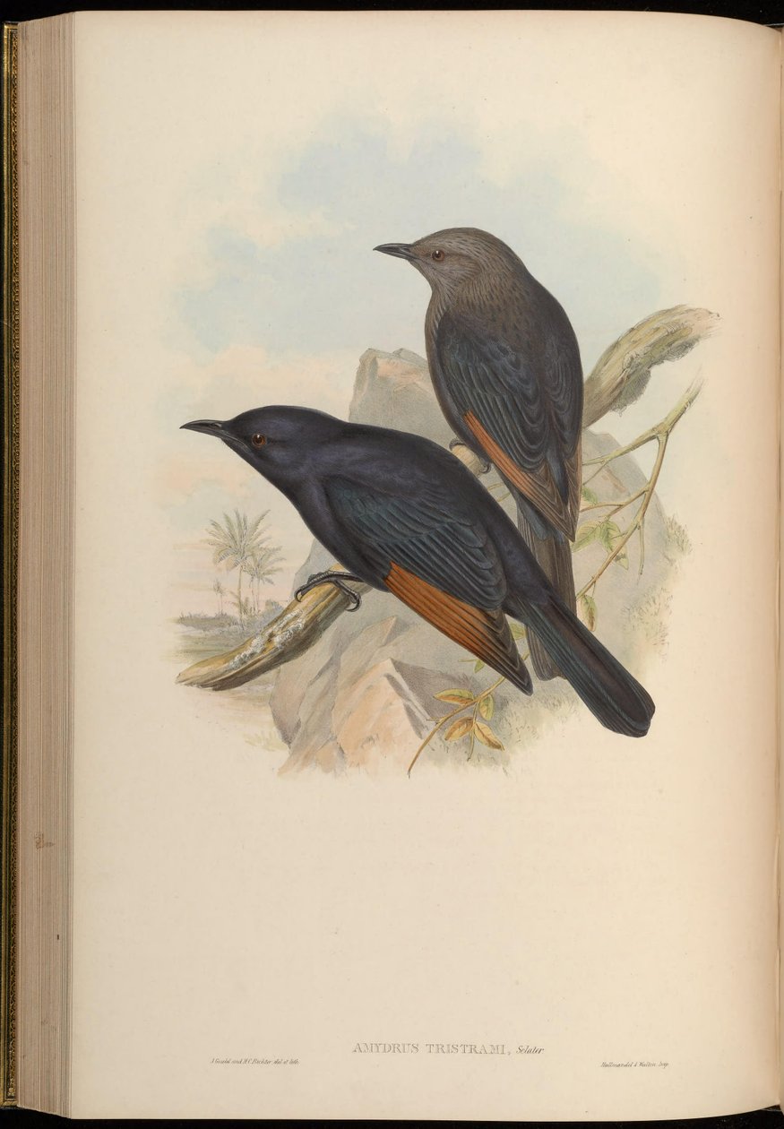 Amydrus tristamii = Onychognathus tristramii od John Gould