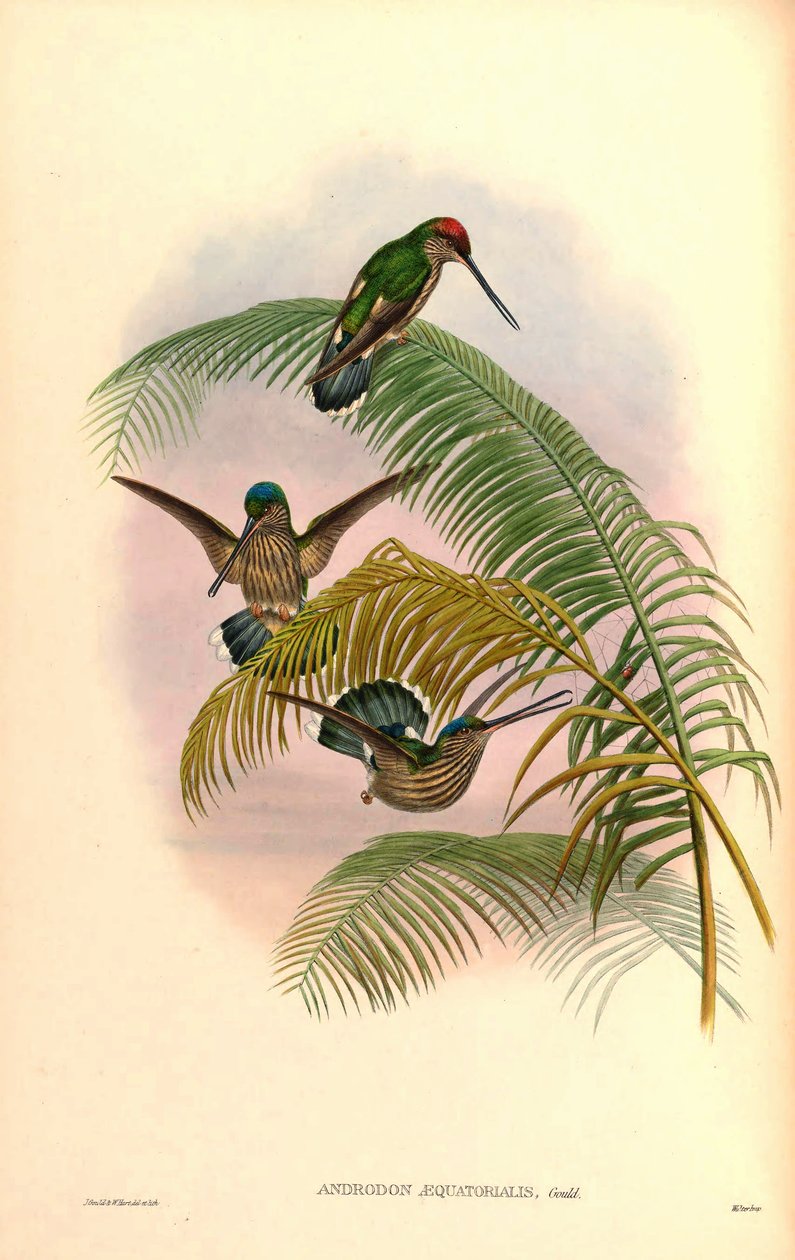 Androdon concolor od John Gould