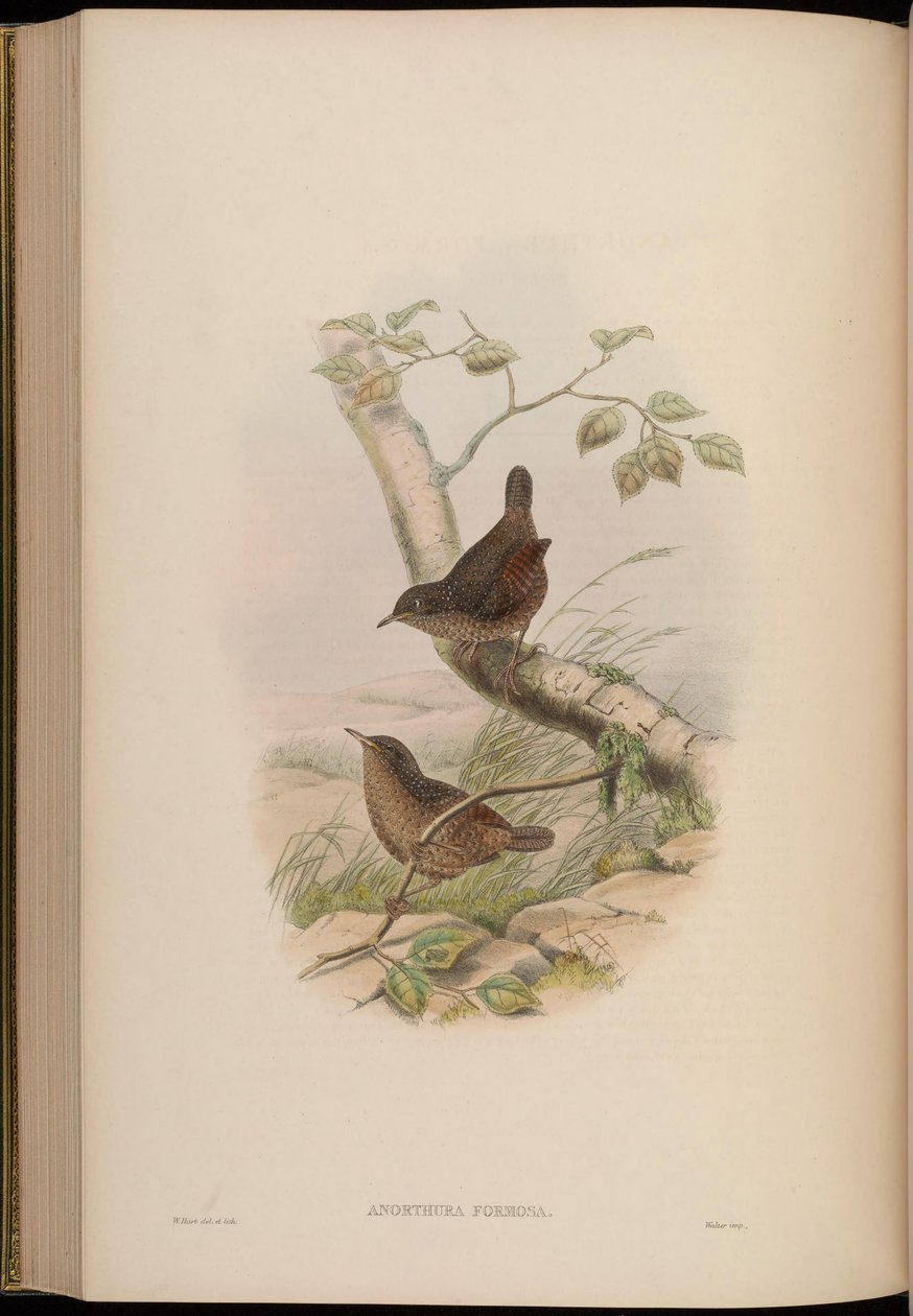 Anorthura formosa = Spelaeornis formosus od John Gould