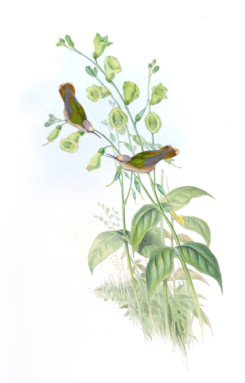 Anthocephala floriceps = Syn od John Gould