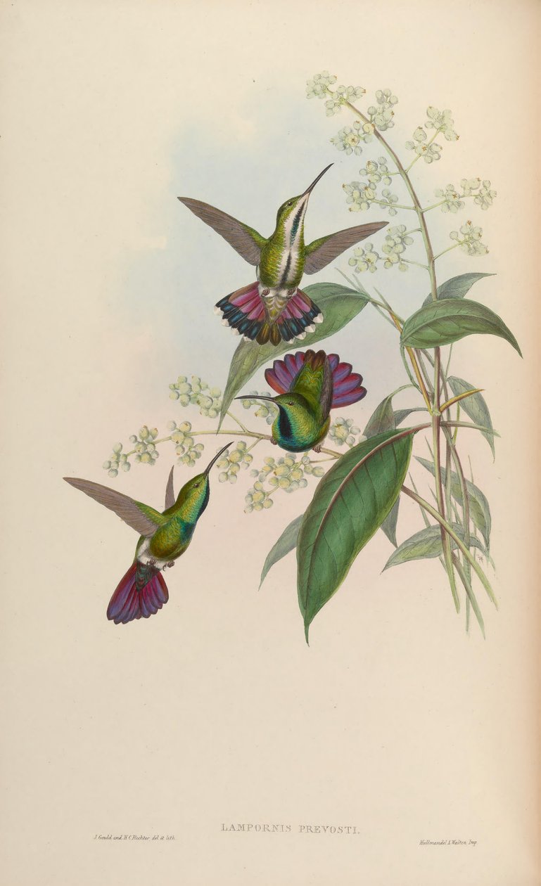 Anthrakotnorah Prevosti od John Gould