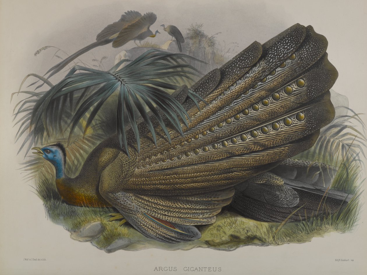 Argus Giganteus: Velký Argus Bažant od John Gould