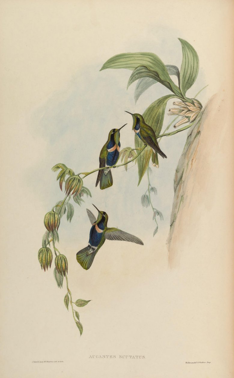 Augastes štít od John Gould