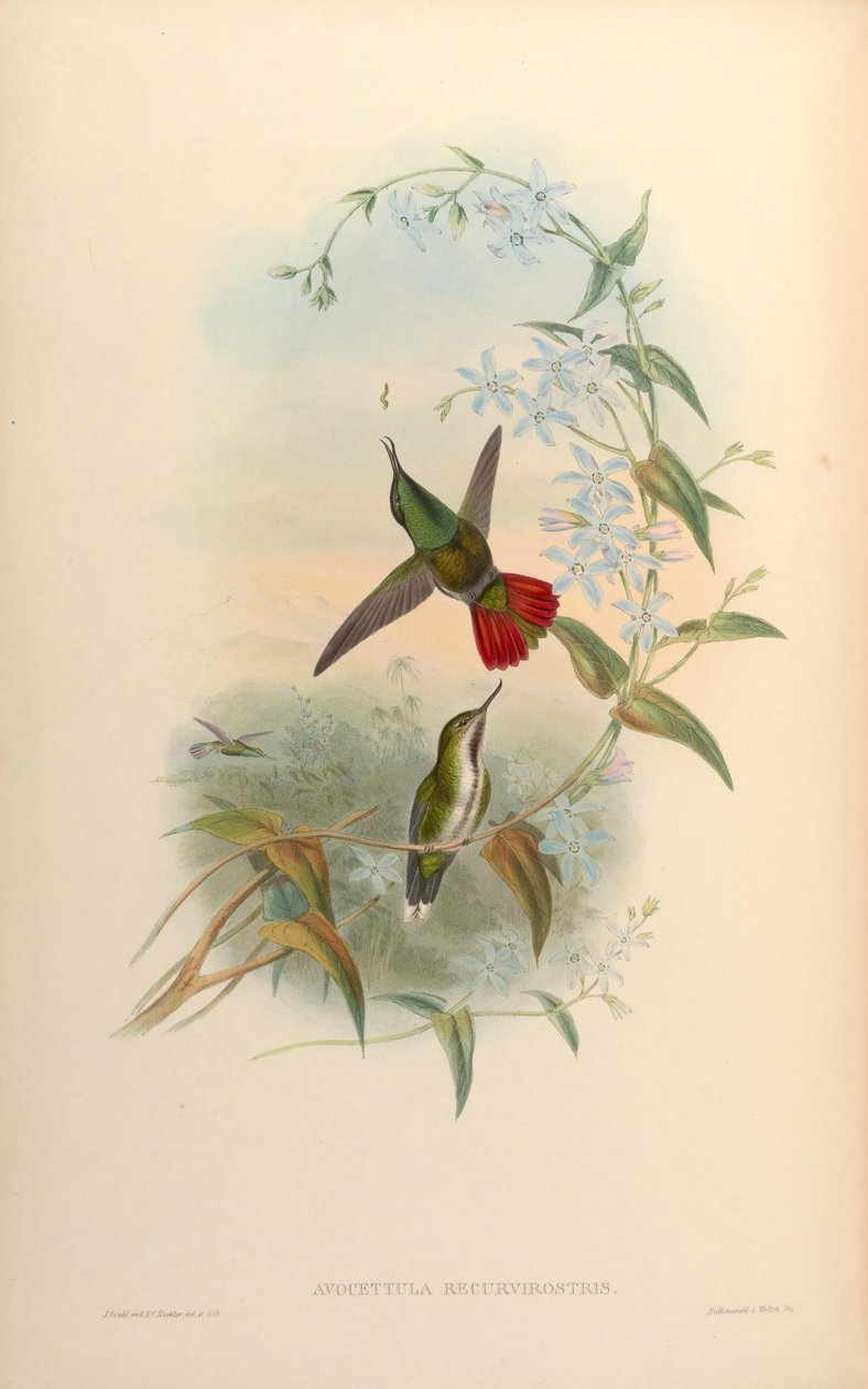 Avocettula recurvirostris od John Gould