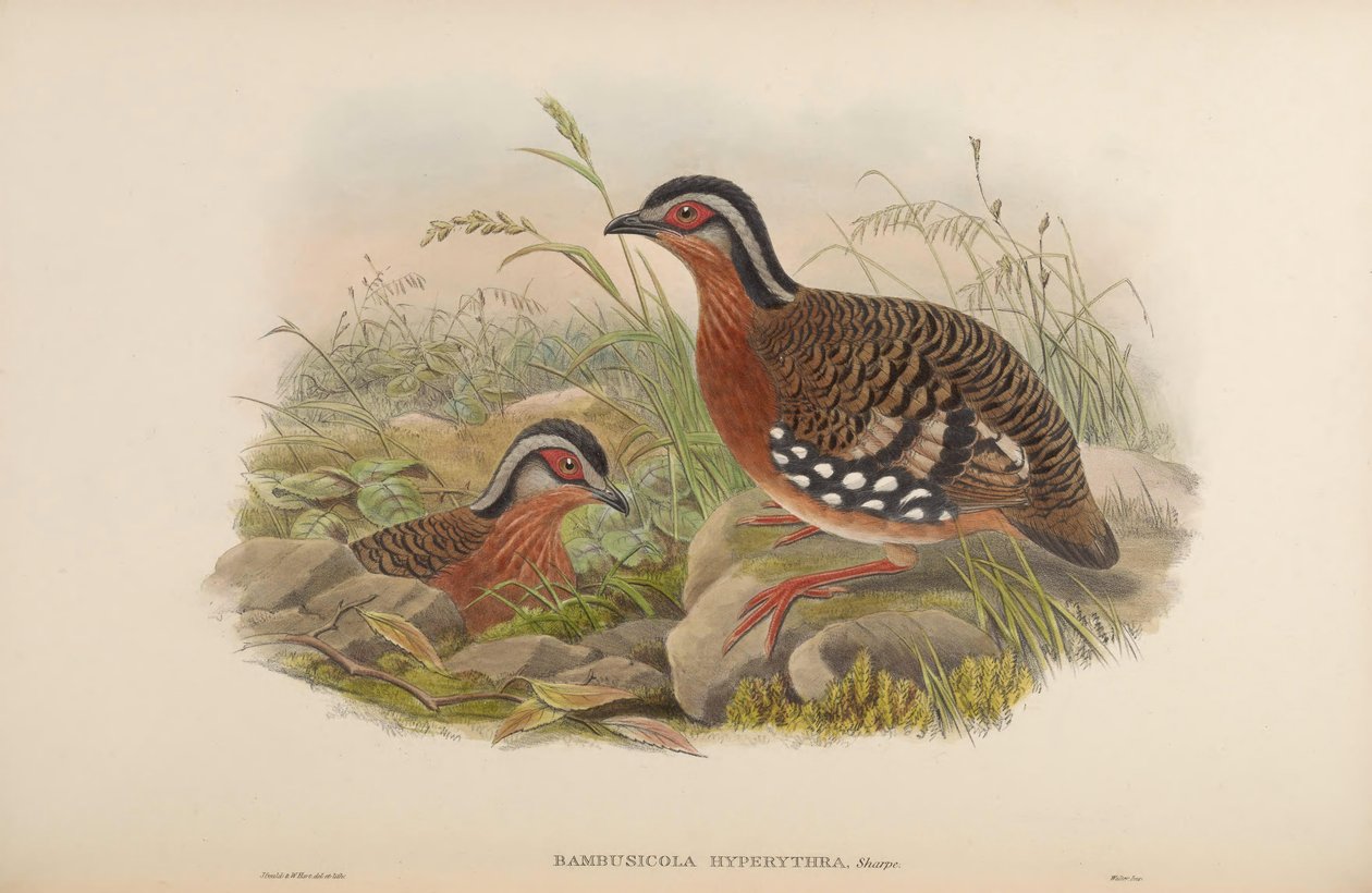 Bambusicola hyperythra = Arborophila hyperythra od John Gould
