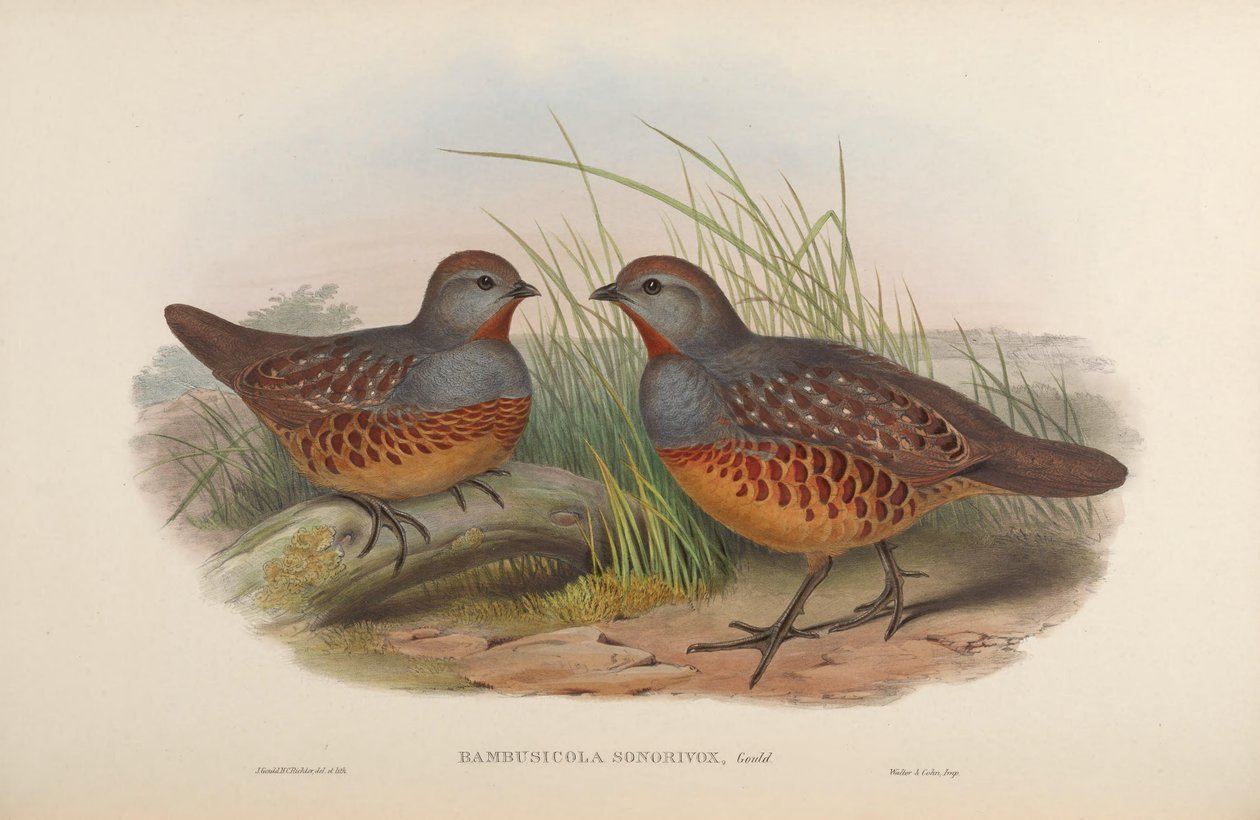 Bambusicola sonorivox = Bambusicola thoracicus sonorivox od John Gould