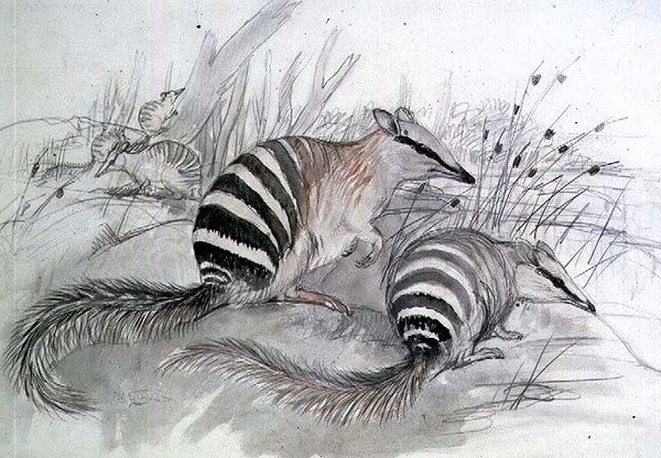 Mravenečník pruhovaný, 19. století (tužka a mytí) od John Gould