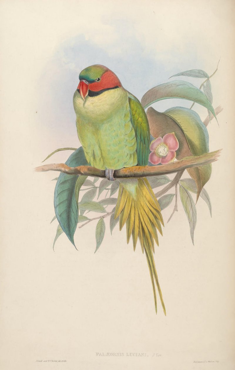 Ptáci Asie od John Gould