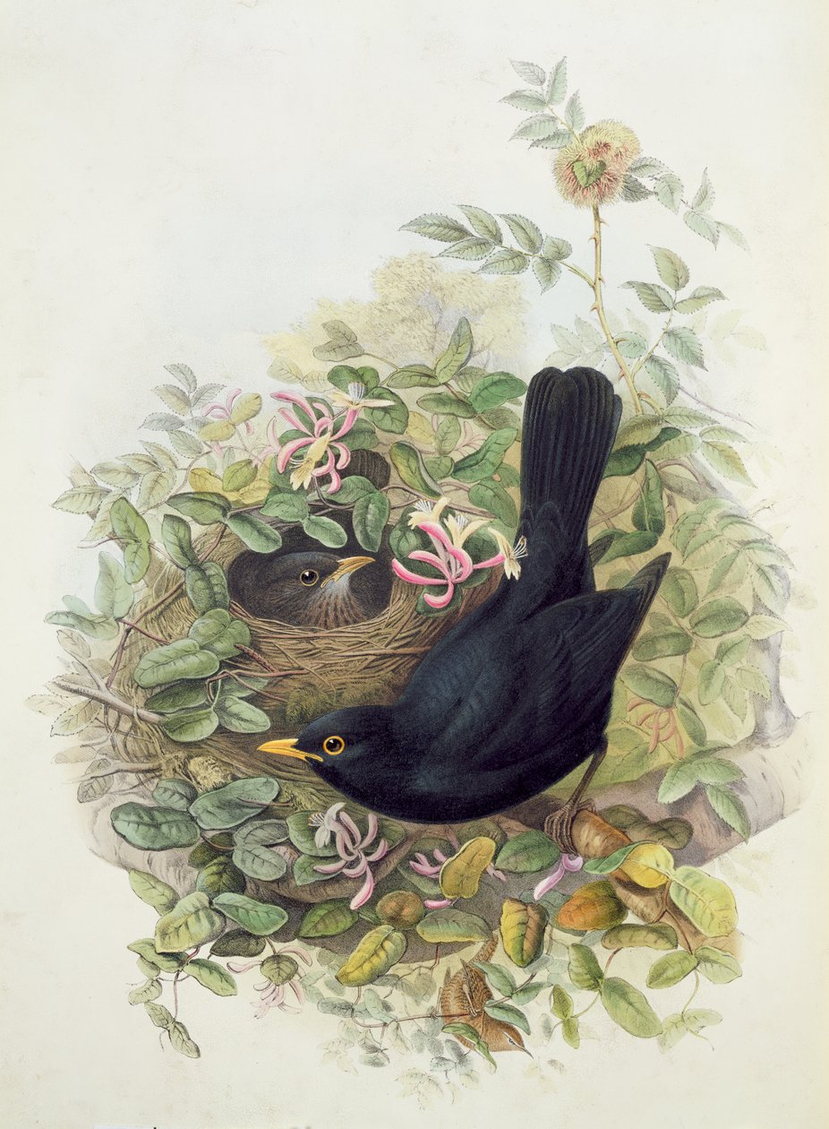 Kos, 1873 (tužka, čb na papíře) od John Gould