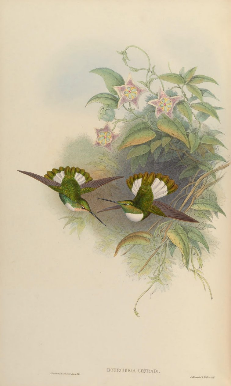 Bourciera conradi = Coeligena torquata conradii od John Gould