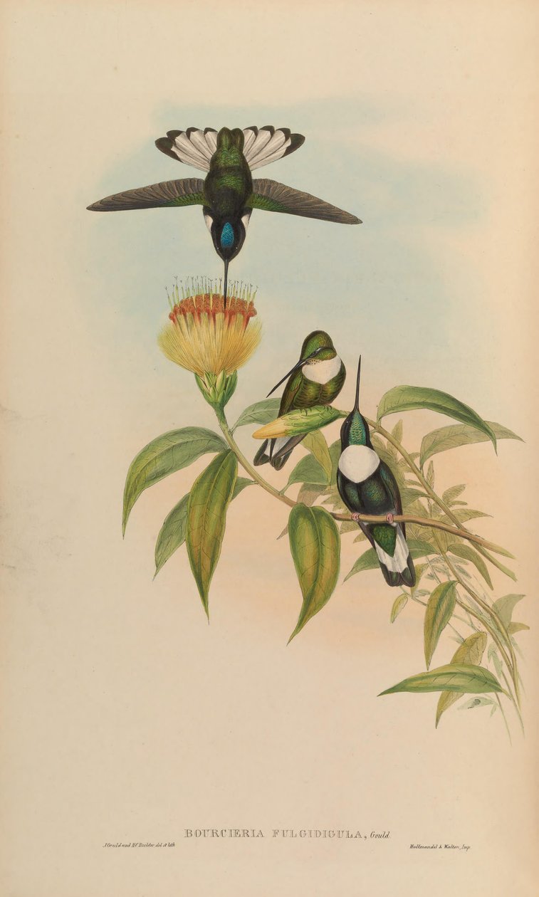 Bourciera fulgidigula = Coeligena torquata od John Gould