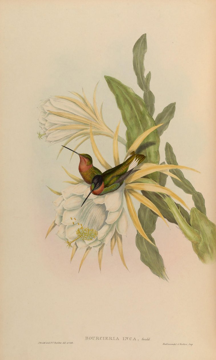 Bourciera inca = Coeligena torquata inca od John Gould