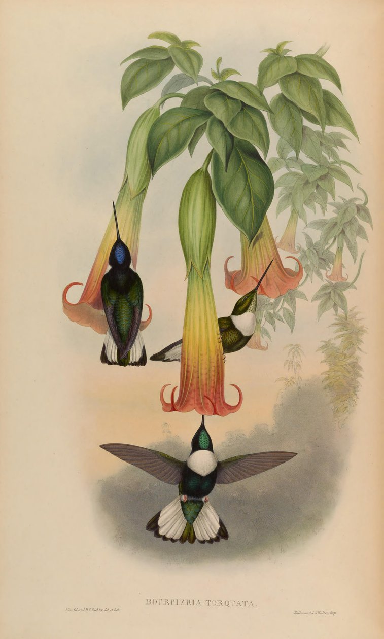 Bourciera torquata = Coeligena torquata od John Gould