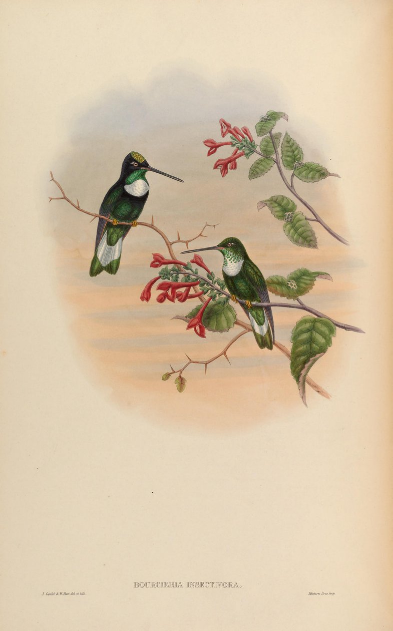 Bourcieria insektivora = Coeligena torquata insektivora od John Gould