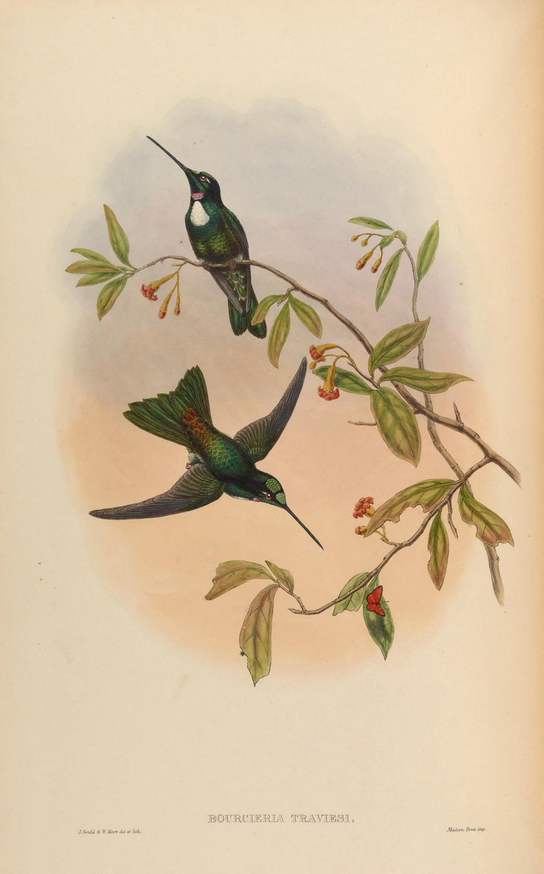 Bourcrieria insectivora = Coeligena torquata torquata od John Gould
