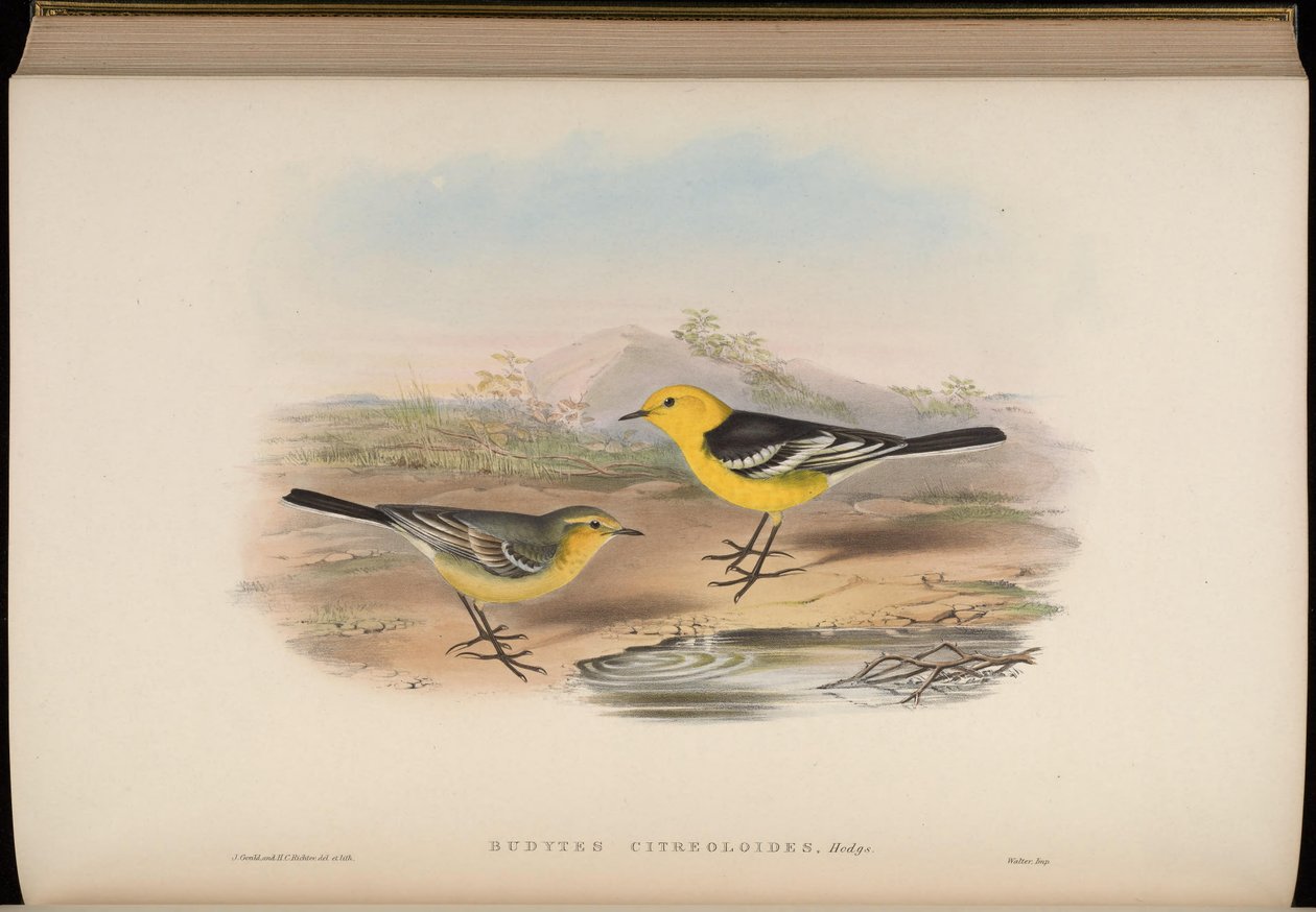 Budytes citreoloides = Motacilla citreolus citreoloides od John Gould