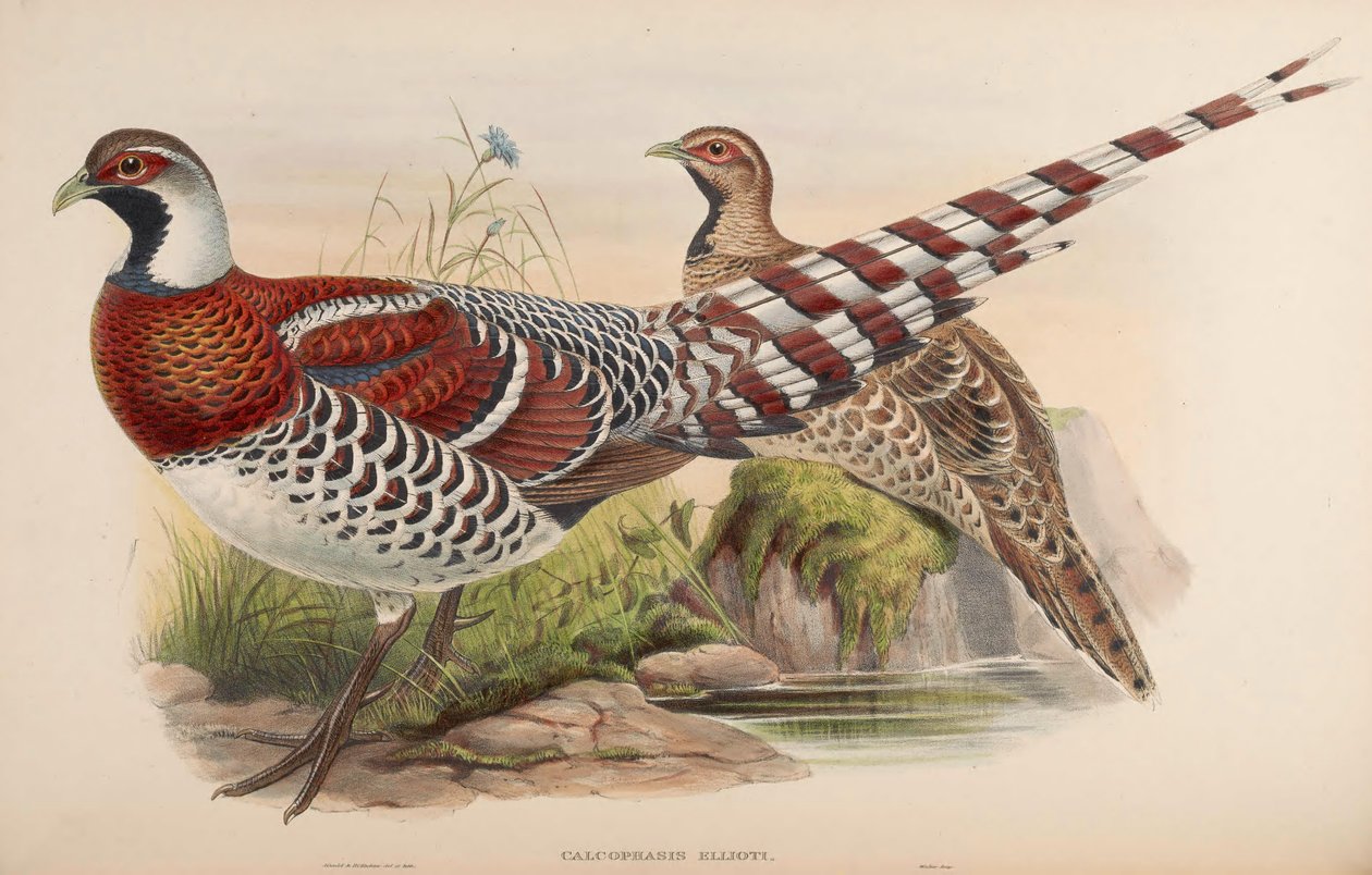 Kalofasis ellioti = Wire ellioti od John Gould