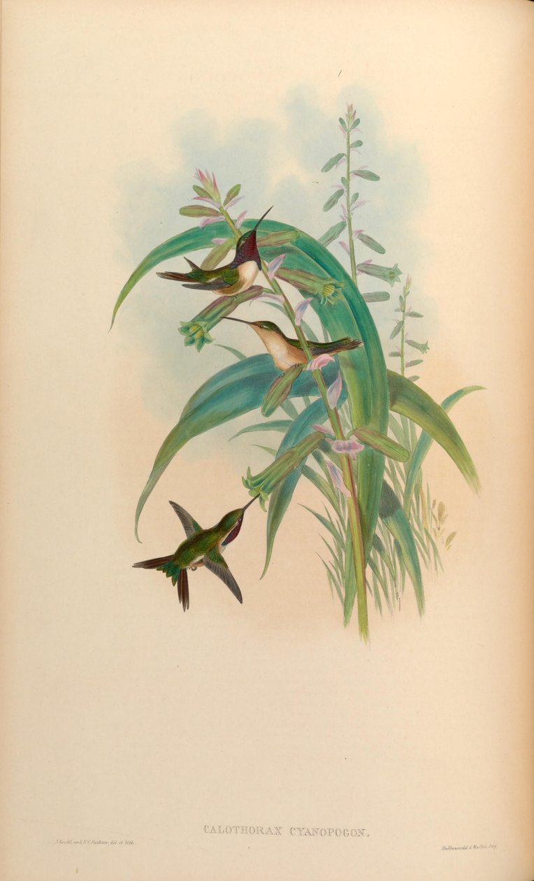 Calothorax cyanopogon = Calothorax lucifer cyanopogon od John Gould