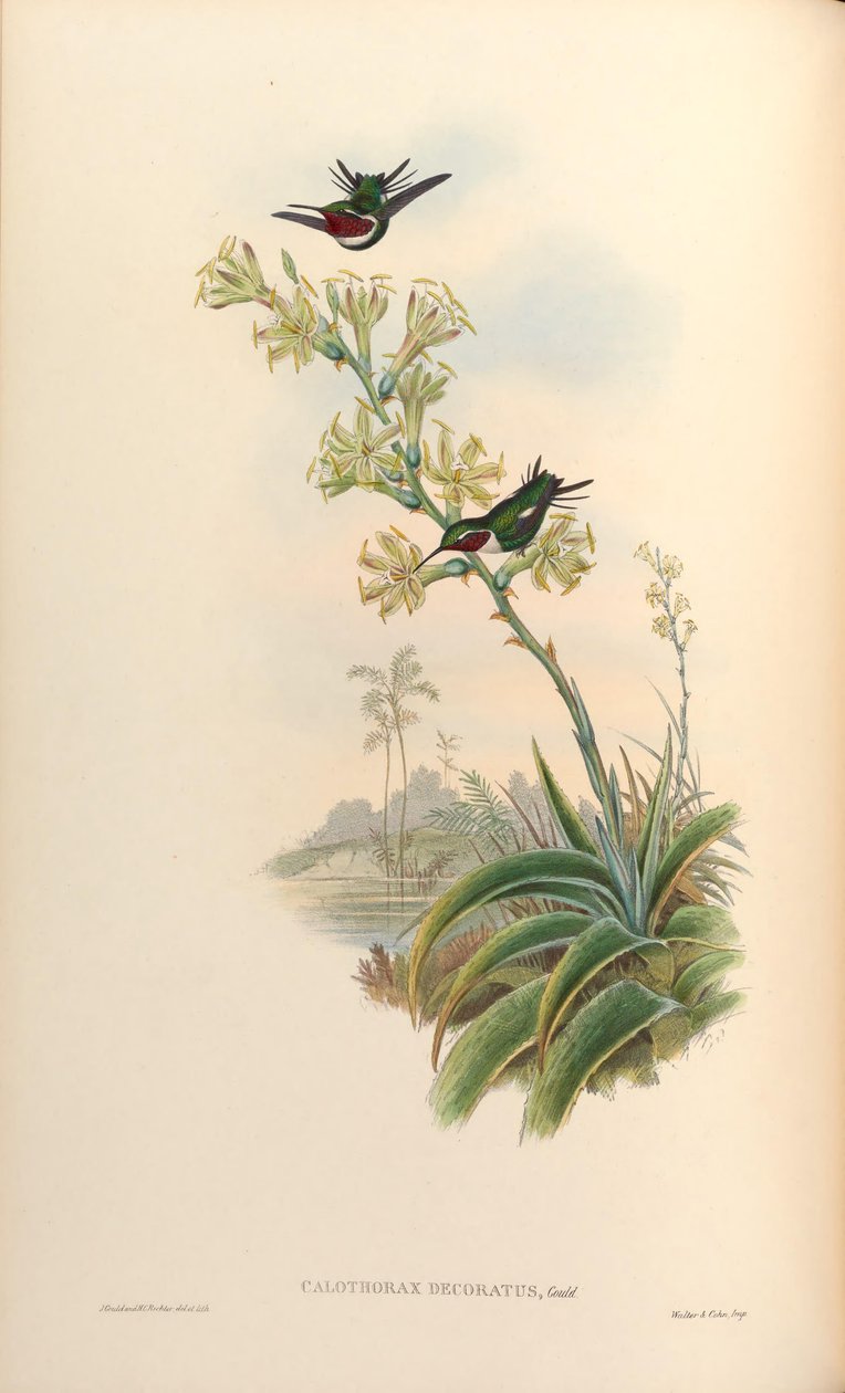 Calothorax zdobený = Chaetocercus mulsant x Ch. heliodor od John Gould
